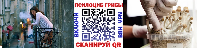 площадка состав Куртамыш Галлюциногенные грибы Cubensis